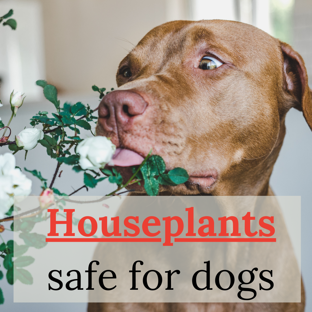 Safe Indoor Plants for Dogs: 15 Pet-Friendly Houseplants - Dog Food Feast