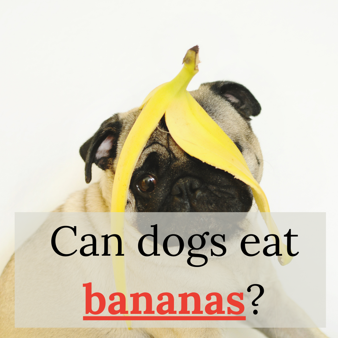 can bulldogs eat bananas